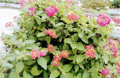 Casa dos Quatro Irmãos - Foto 13