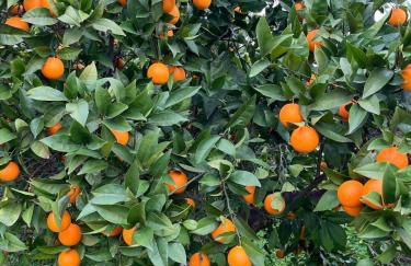 Privatised Pasparo Estate - 3 Apartments & Pool - Foto 50