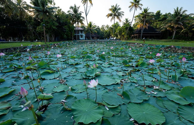 amã Stays & Trails Pathiramanal Villa, Alappuzha - Foto 16
