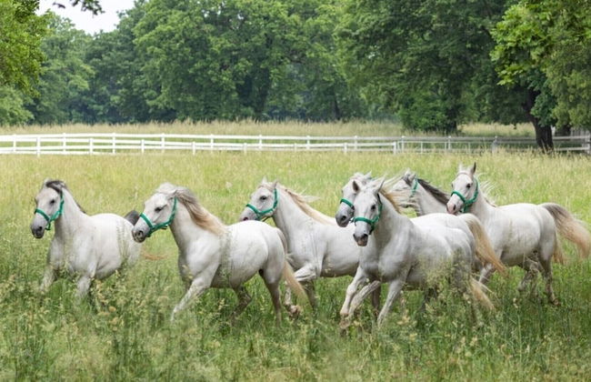 Villa Lavanda in Kriz Sezana With Private Swimpool - Foto 18