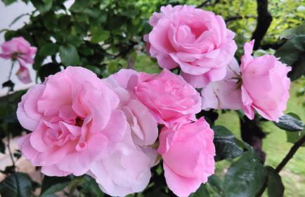 La Tana della Volpe - Foto 6