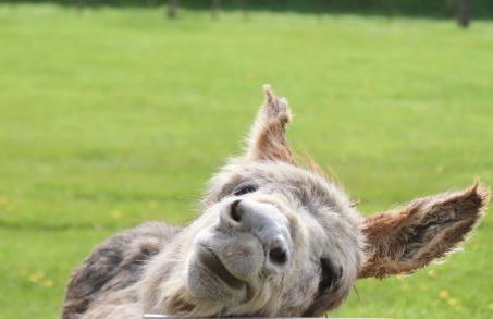 Robin Cabin with hot tub - Foto 34