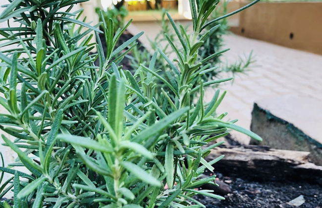 Castara Inn - Photo 68