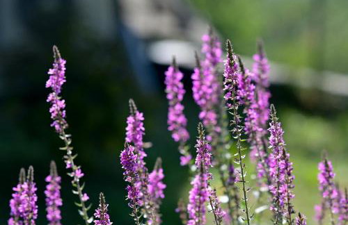 Kuća za odmor Olympus - Foto 51