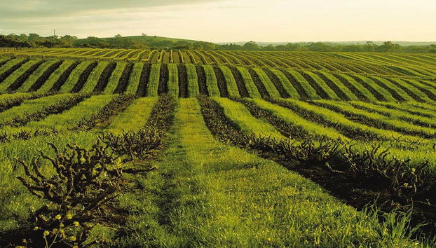Dégustez le Barossa : Expérience de dégustation de vin - Visite en petit groupe - Photo 3