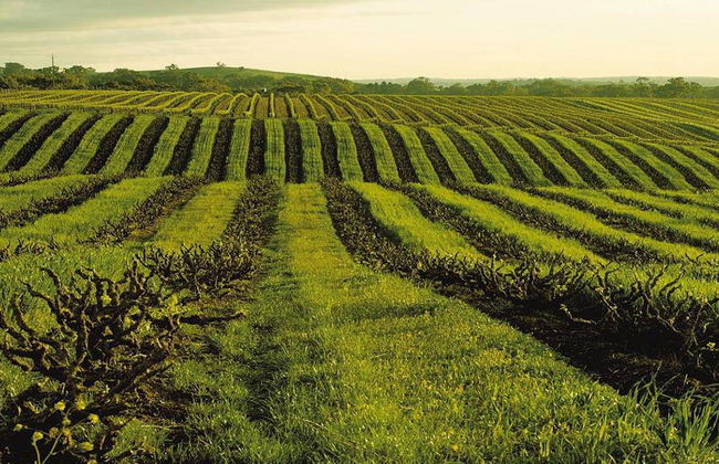 Dégustez le Barossa : Expérience de dégustation de vin - Visite en petit groupe - Photo 3