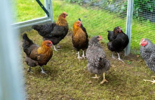 Friesenwind - Hochwertige Ferienwohnung mit Gartenoase - Photo 31