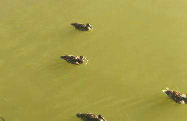 Herdade dos Salgados-Vila das Lagoas - Foto 42