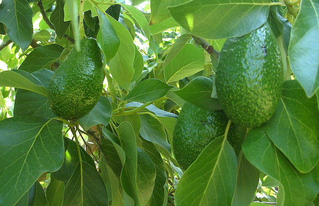 Akdeniz Bahcesi - Foto 27