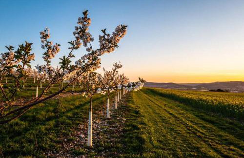 Cityappartement am Kirschberg - Foto 12
