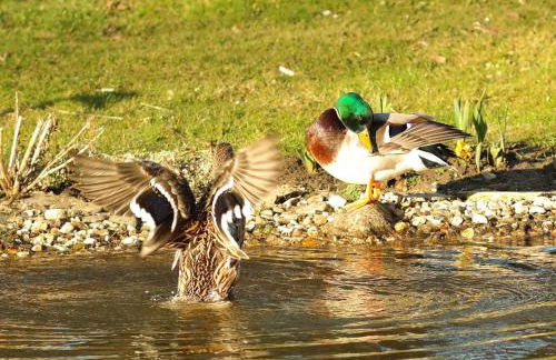 Harzer Feriengarten - Foto 31