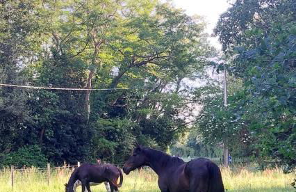 Clos des Loriots - Foto 22