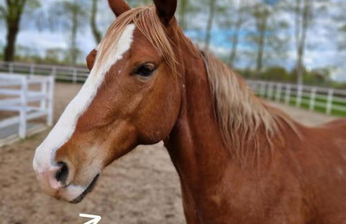 Moorparadies FRI-Südliches Friesland - Foto 18