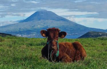 Mein Faial, Apartment with Pico and Seaview - Foto 15