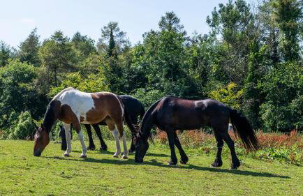 Hilcot Farmhouse - Foto 12