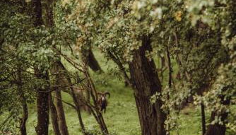 Osada pod Lipą - Foto 4