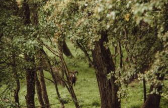 Osada pod Lipą - Foto 4