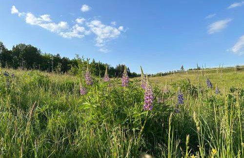 Stajnia Lipowo 45 - Foto 23