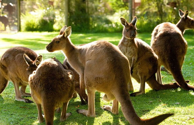 Onyx Retreat Healesville Luxury Lodge x Hot Tub - Foto 37