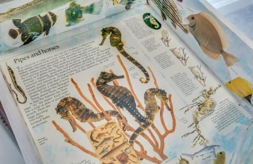 The Shore Shanty - Foto 21