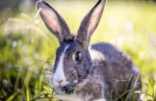 Holiday Home in Loubigne With Pool & Terrace - Foto 47