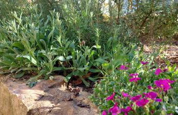 Denkmalgeschütztes Ferienhaus in der Südeifel - Ferienhaus HAZEN - Foto 26