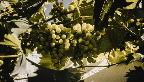 Ferienwohnung Weissburgunder - Foto 3