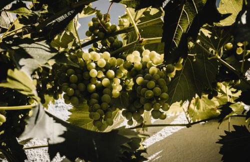 Casa Kaiserstuhl Spätburgunder - Foto 23