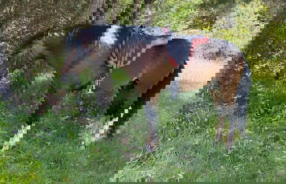 Candarlı Çiftliği - Foto 28