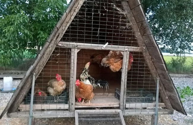 Agriturismo Cipolli e Podò Corte Carlini - Foto 16