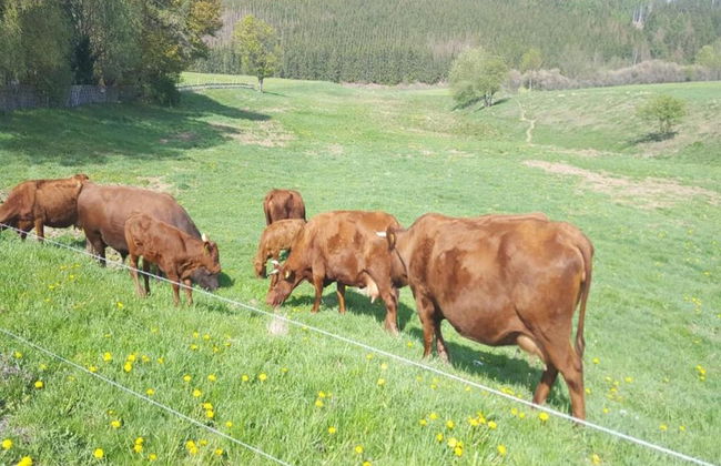 Ferienwohnung mit Kamin in Thale-friedrichsbrunn - Photo 31