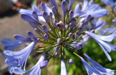 Spacieux Chalet en Bois Massif au coeur du Finistère - Foto 67