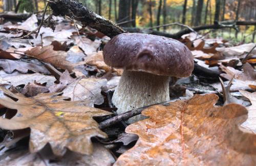 Lawendowa Malanówka - domek nad jeziorem - Foto 25
