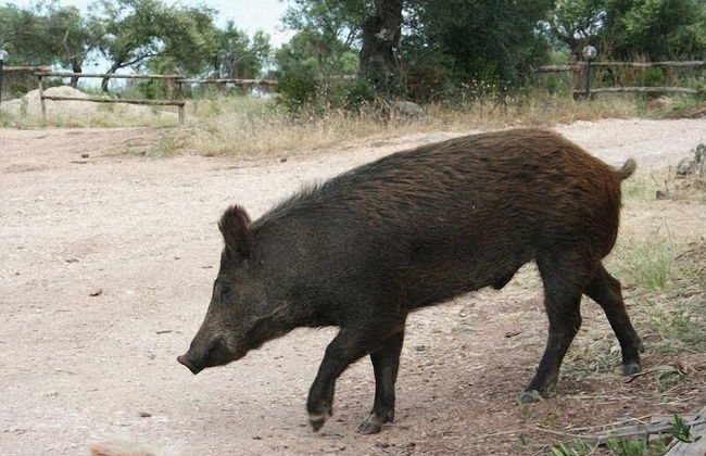 Ecoparco Neule' - Foto 26