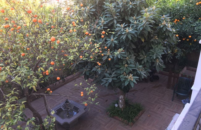 Orange Garden - Foto 42