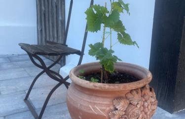 Winnica Bursztynowa - Foto 33