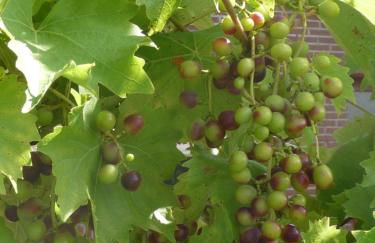 Lavendelhaus - Foto 25