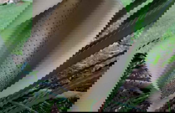 Casale Della Pergola With Cottage Sugarcane Pool - Foto 47