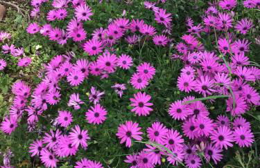 Panos and Chrisas House - Foto 28