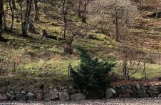 Red Deer Cottage at Fanans - Foto 22