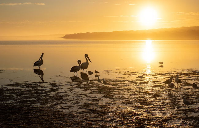 Venus Bay Beachfront Tourist Park - Photo 55