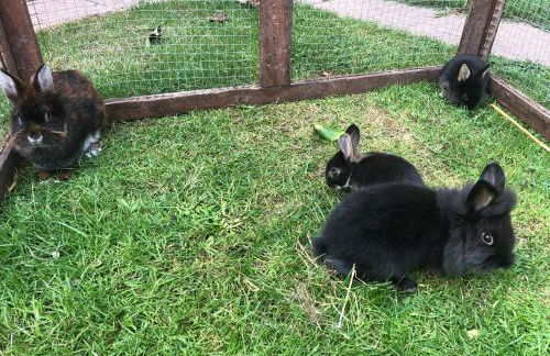 Ostseebauernhof Familie Jäger - Foto 21