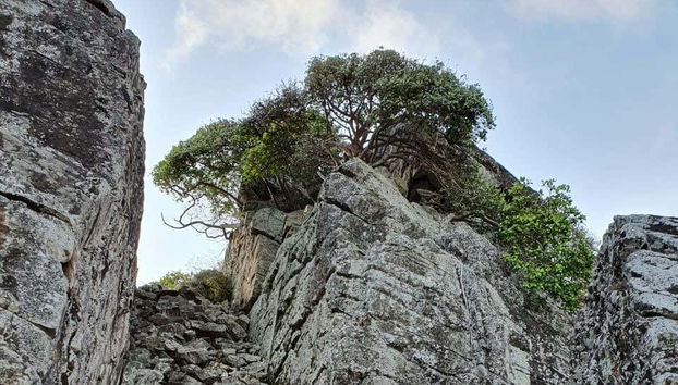 Trilha do Piquinho Hike - Foto 2