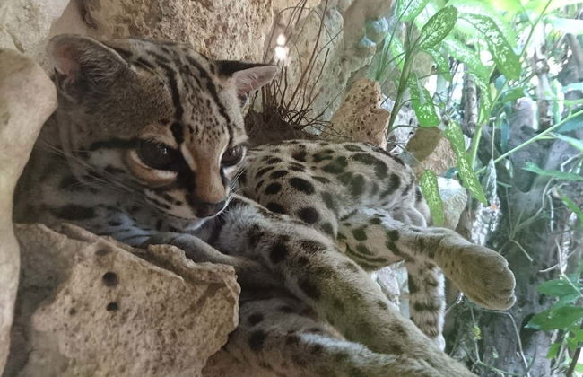 Aluxes Ecopark Trip - Foto 6