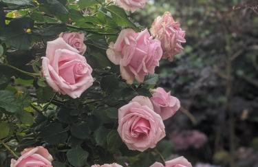 Victorian Seafront House - Photo 22