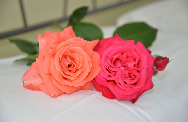 Room in Apartment - Two-room Apartment - Foto 5