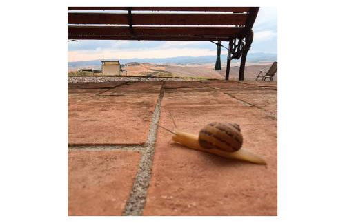 Agriturismo Le Crete - Appartamenti - Foto 13