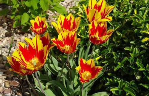 Ferienhaus Kamerun an der Elbe - Foto 80