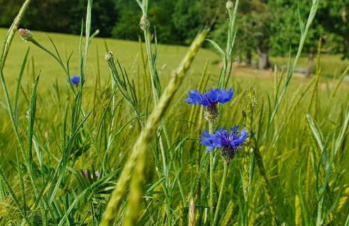 Odenwald-Lodge mit Infrarotsauna und E-Ladestation "Haus Purpur" - Foto 25