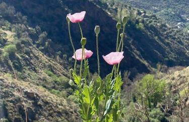 Casa Vidalita Lanjaron - Foto 9